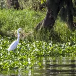 El Lado B de Xochimilco: Rutas Ecológicas y Paseos Tranquilos