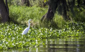 El Lado B de Xochimilco: Rutas Ecológicas y Paseos Tranquilos