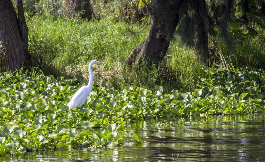 El Lado B de Xochimilco: Rutas Ecológicas y Paseos Tranquilos El Lado B de Xochimilco: Rutas Ecológicas y Paseos Tranquilos